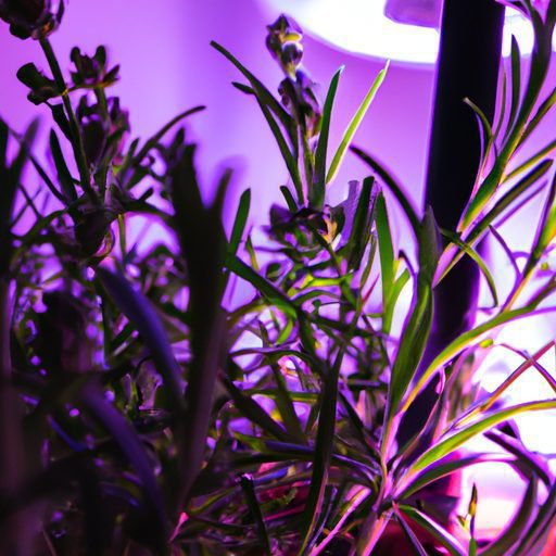 an image of a lavender plant illuminated 512x512 42053748