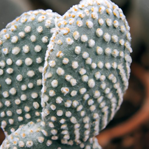 an image of a mouse ear cactus showcasin 512x512 9373485