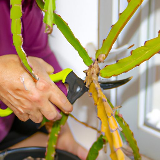 an image of a person carefully pruning a 512x512 3318290
