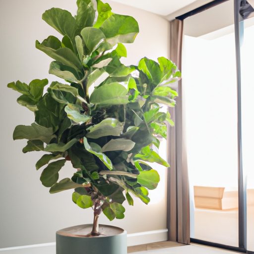 an image of a tall fiddle leaf fig tree 512x512 803804