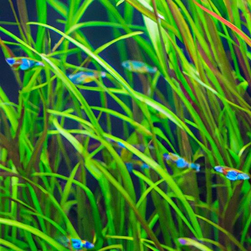 an image of a vibrant lush underwater aq 512x512 26681990