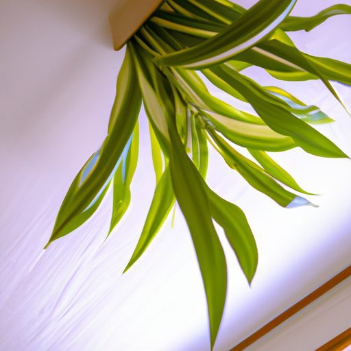 an image of a vibrant spider plant hangi 512x512 15269987