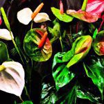 anthurium care and growing guide expert tips for these tropical indoor plants 3
