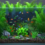 An image showcasing a vibrant, lush aquarium with African Cichlids swimming amongst various beginner-friendly aquatic plants, such as Anubias, Java Fern, and Amazon Swords