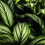An image capturing the enchanting elegance of the Aspidistra elatior, showcasing its glossy, emerald-green foliage dotted with delicate white speckles, gracefully arching over a bed of rich, fertile soil in a tranquil, shaded corner of a Japanese garden
