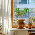 Best Indoor Plants For Direct Sunlight