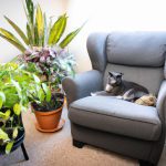 Best Pet-Safe Indoor Plants