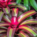 Bromeliad Care And Growing Guide