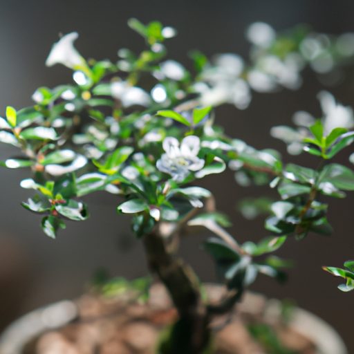 close up of a blooming serissa bonsai ph 512x512 12924785