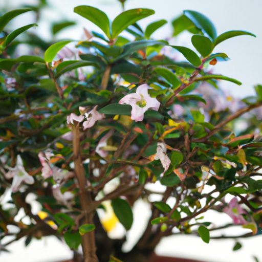 close up of a blooming serissa bonsai ph 512x512 67670192