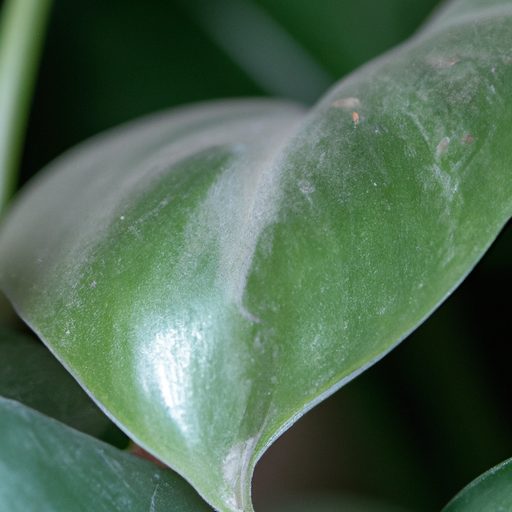 close up of a chinese money plant leaf w 512x512 95558427
