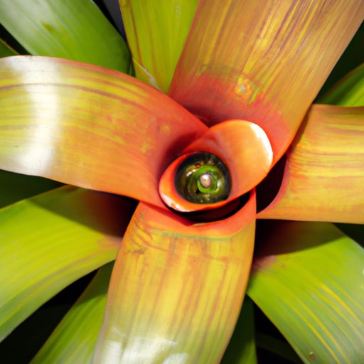 close up of a healthy bromeliad plant ph 512x512 25538096
