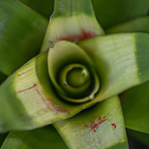 close up of a healthy bromeliad plant ph 512x512 59934990