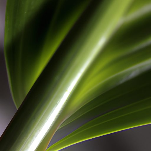 close up of a healthy dracaena leaf phot 512x512 65208896