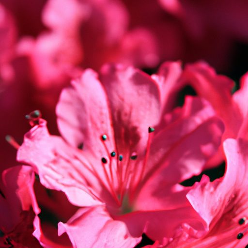 close up of a japanese azalea blossom ph 512x512 92535960