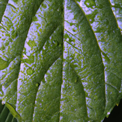 close up of a leaf with water soaked spo 512x512 88726567