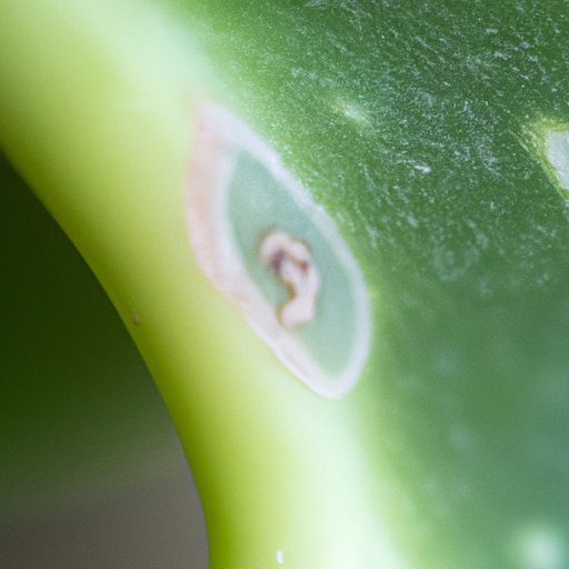 close up of a succulent leaf covered in 512x512 43642763