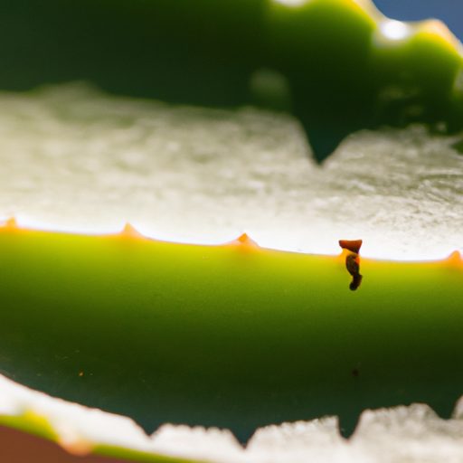 close up of a succulent leaf covered in 512x512 56653537