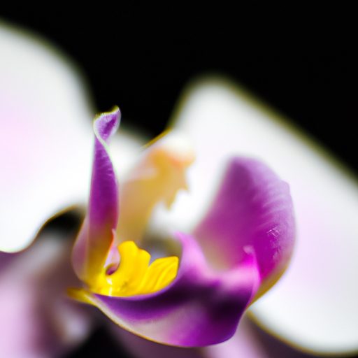 close up of a vibrant blooming orchid ph 512x512 40293633