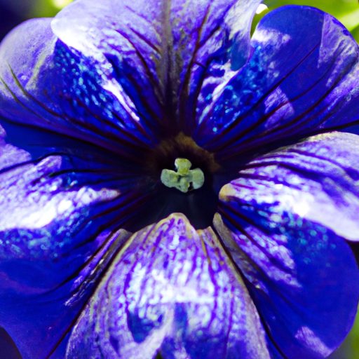 close up of a vibrant blue petunia photo 512x512 20011420