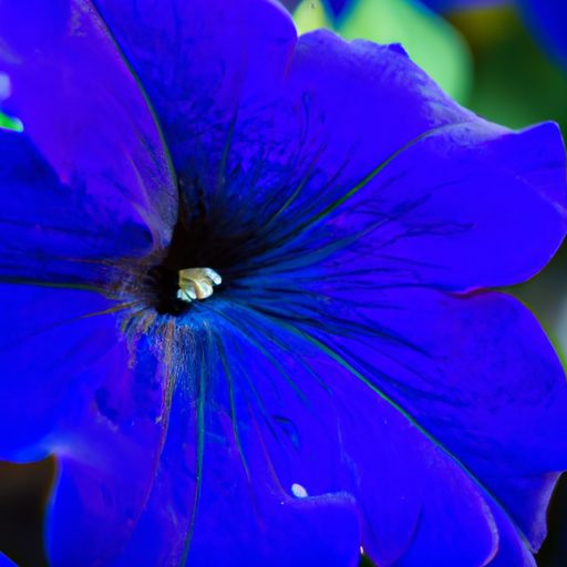 close up of a vibrant blue petunia photo 512x512 61875722