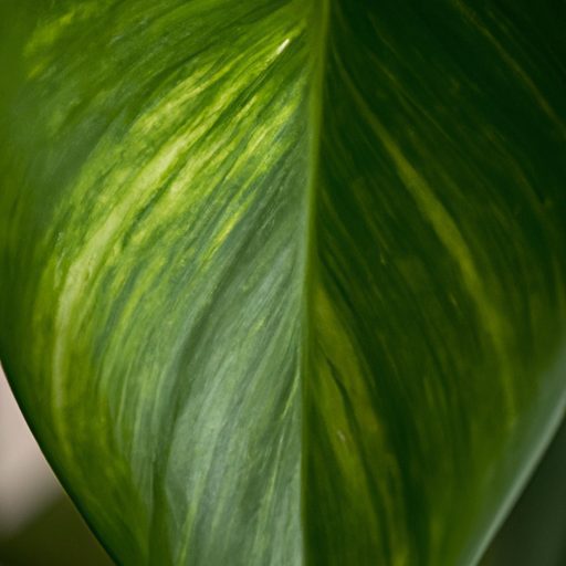 close up of a vibrant pothos leaf photor 512x512 47887068