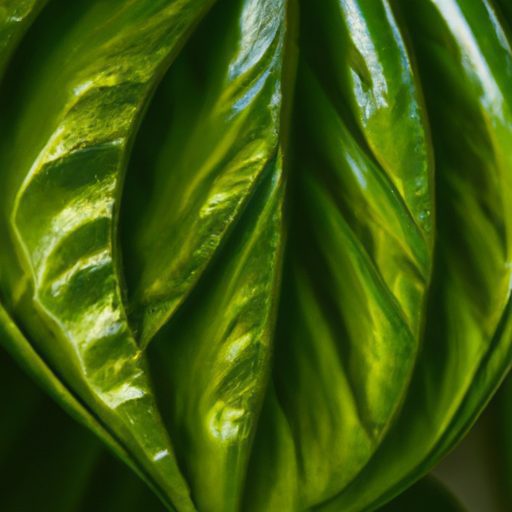 close up of a vibrant pothos leaf photor 512x512 57056054