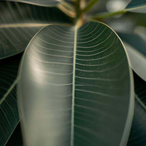 close up of a vibrant rubber plant photo 512x512 56681553