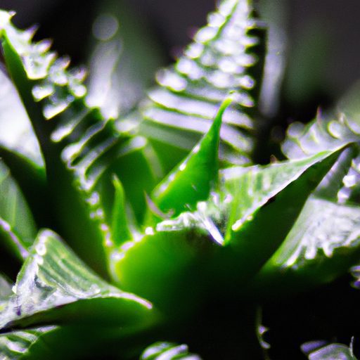 close up of a vibrant thriving haworthia 512x512 68949388