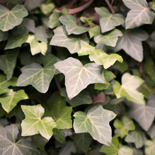 close up shot of english ivy leaves phot 512x512 39054256