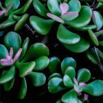 An image capturing the glossy, jade-green leaves of the Crassula Ovata plant, adorned with small, round, coin-shaped succulent leaves