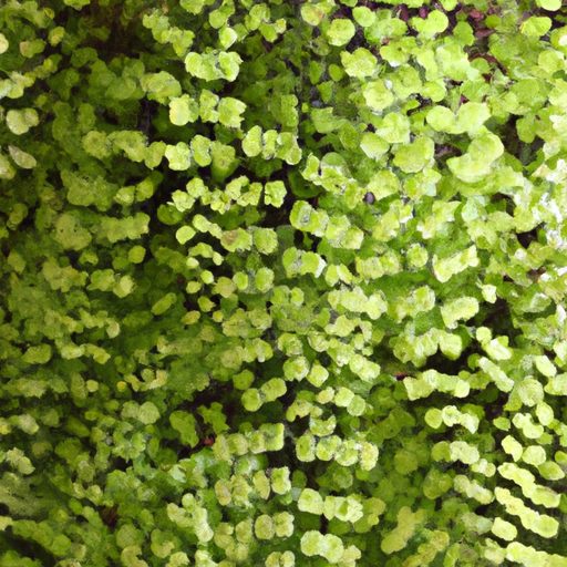 elegant maidenhair ferns gracefully casc 512x512 19086834