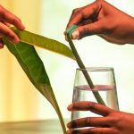 An image showcasing a pair of hands delicately snipping a healthy leaf from a vibrant indoor plant, while another hand gently dips the cutting into a glass of water, ready to embark on its journey to propagate new life
