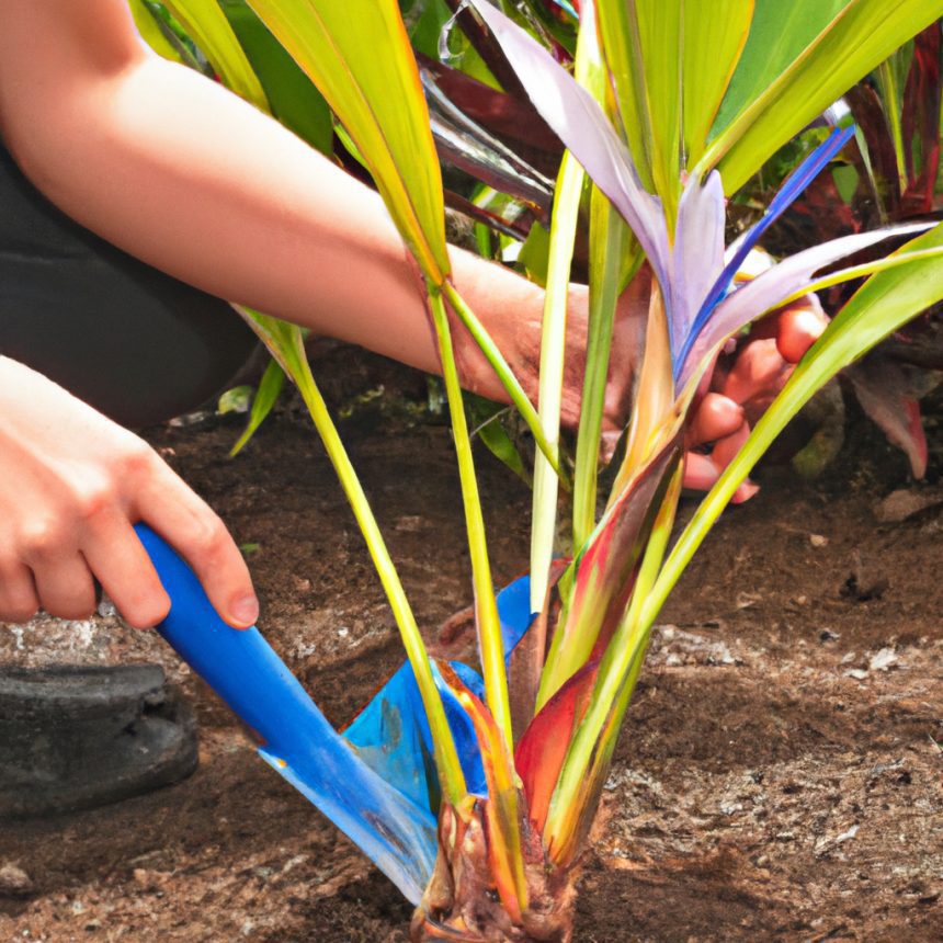 how to repot a bird of paradise 6 simple steps to keep your houseplant in top condition
