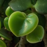 An image capturing the vibrant, heart-shaped leaves of the Hoya Kerrii
