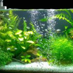 An image showcasing a lush indoor aquarium, brimming with vibrant aquatic plants and sparkling water