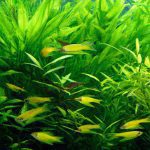 An image capturing the vibrant green foliage of indoor aquarium plants, gracefully swaying underwater