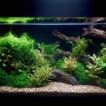 the serene beauty of an indoor aquarium adorned with lush, vibrant plants that thrive in brackish water