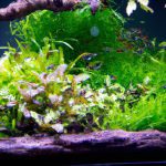 the vibrant world beneath the water's surface – a lush external refugium teeming with a colorful tapestry of indoor aquarium plants