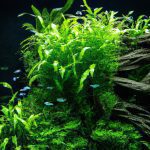 An image showcasing a vibrant indoor aquarium filled with lush, emerald-green plants that thrive in hard water conditions