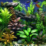 An image showcasing a lush underwater oasis with a variety of vibrant, leafy plants, such as Anubias, Amazon sword, and Java fern, providing a delectable feast for herbivorous fish in an indoor aquarium
