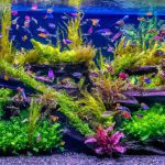 An image showcasing an exquisite high-flow indoor aquarium adorned with lush, vibrant aquatic plants