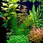 An image showcasing a vibrant underwater garden with lush green foliage, featuring a variety of indoor aquarium plants thriving in high pH water