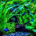 An image showcasing a vibrant underwater scene in an aquarium filled with lush green aquatic plants, beautifully contrasting against a hob filter's cascading water flow, while tiny fish swim amidst the foliage
