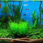 An image of a serene indoor aquarium with lush green plants gracefully swaying in the gentle water currents