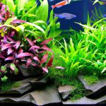 An image that showcases a lush indoor aquarium with vibrant aquatic plants gently swaying in the currents generated by powerheads