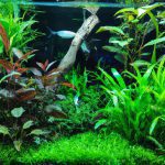 An image of a lush indoor aquarium, filled with vibrant green plants such as Amazon sword, Java fern, and Anubias