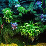 An image featuring a lush, vibrant underwater oasis filled with a variety of tropical aquarium plants