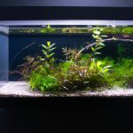 An image showcasing an elegant glass aquarium filled with vibrant green aquatic plants, their roots gently floating in the water, thriving without the need for any substrate