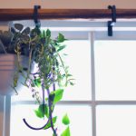Indoor Low Light Plants